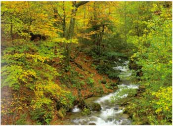 Bosque rio Infierno