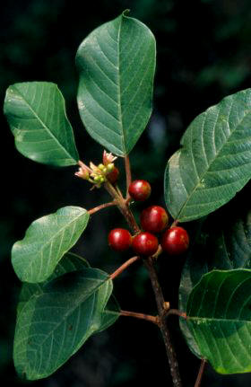 Fruto del árbol arraclan