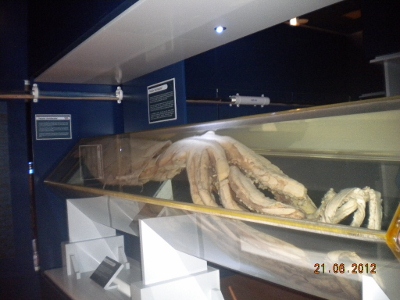 Calamar Gigante en Luarca