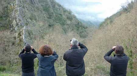 Avistamiento  de ososs en Somiedo (Asturias-España)