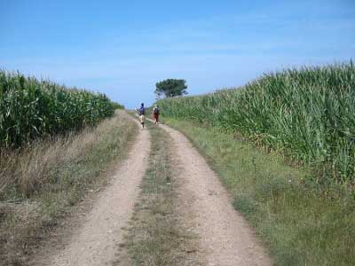 Plantaciones de maíz (Tapia-Asturias)