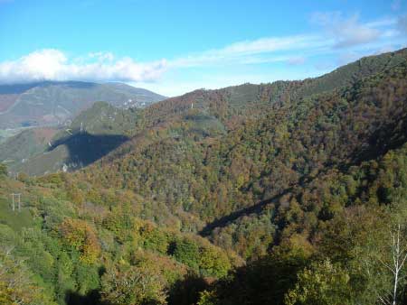 Bosque de Valgrande en otoño (Asturias Central)