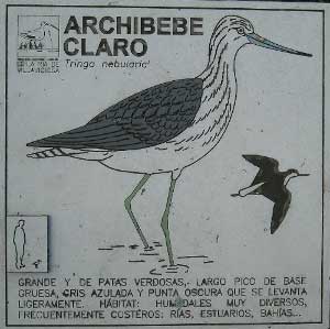 Archibebe Claro (Villaviciosa)