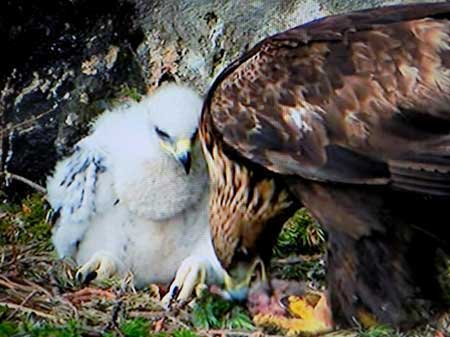 EL ÁGUILA REAL (Aquila chrysaëtos), en Asturias.