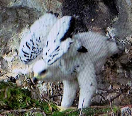 EL ÁGUILA REAL (Aquila chrysaëtos), en Asturias.