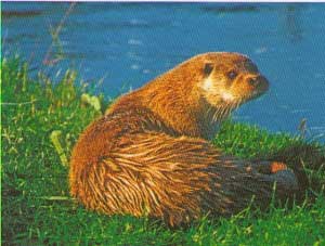 Nutria de Asturias occidental