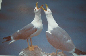 Gaviota Patiamarilla (Asturias)