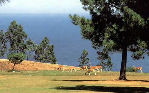 Gamos en el Campo de Golf de Berbes (Caravia).