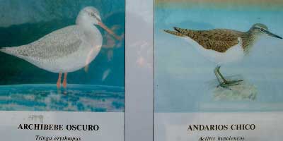 Fauna limícola Archibebe y andarrios