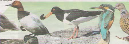 Aves amenazadas en Asturias