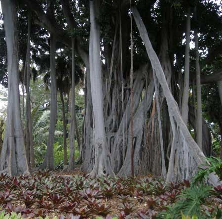Ficus del Jard�n Bot�nico La Orotava (Tenerife)