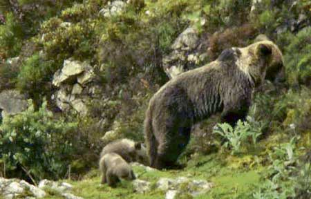 Osa con dos esbardos en Somiedo (Asturias).