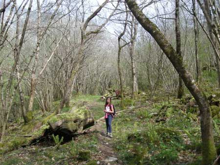 Bosque La  Teyera (Ponga-Asturias)