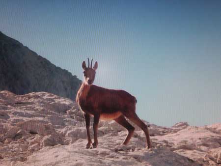 Rebeco de los Picos de Europa (Asturias)