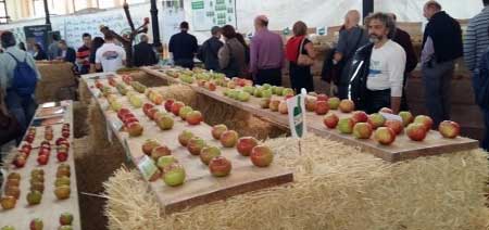 Clases de manzana para sidra en Villaviciosa (Asturias-España).